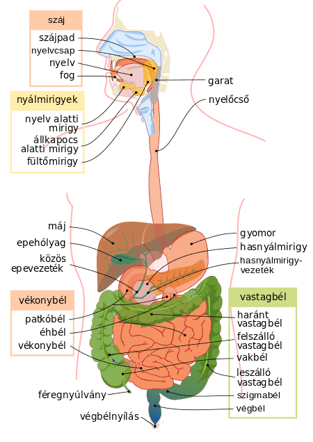 Az emésztőrendszer felépítése